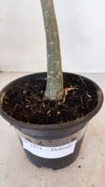 Planta Dobrada 3271 – 35cm – 03 anos - Imagem 6