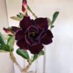 Planta Dobrada 3272 – 45cm – 03 anos