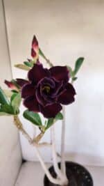 Planta Dobrada 3272 – 45cm – 03 anos