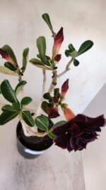 Planta Dobrada 3272 – 45cm – 03 anos - Imagem 4