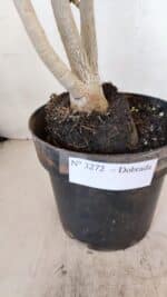 Planta Dobrada 3272 – 45cm – 03 anos - Imagem 6
