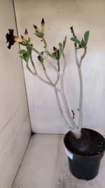 Planta Dobrada 3272 – 45cm – 03 anos - Imagem 7