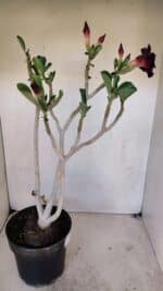 Planta Dobrada 3272 – 45cm – 03 anos - Imagem 5