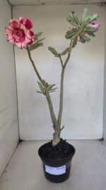 Planta Dobrada 3273 – 35cm – 03 anos - Imagem 2