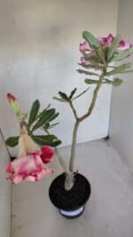 Planta Dobrada 3273 – 35cm – 03 anos - Imagem 4