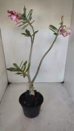 Planta Dobrada 3273 – 35cm – 03 anos - Imagem 7