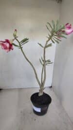 Planta Dobrada 3273 – 35cm – 03 anos - Imagem 5