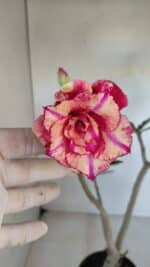 Planta Dobrada 3273 – 35cm – 03 anos