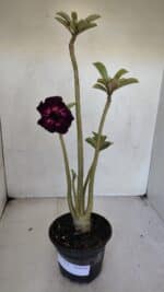 Planta Dobrada 3274 – 35cm – 03 anos - Imagem 2