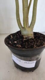 Planta Dobrada 3274 – 35cm – 03 anos - Imagem 8