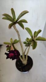 Planta Dobrada 3274 – 35cm – 03 anos - Imagem 5