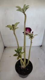 Planta Dobrada 3274 – 35cm – 03 anos - Imagem 7