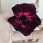 Planta Dobrada 3274 – 35cm – 03 anos