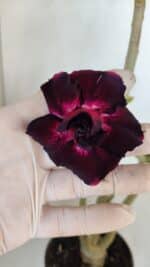 Planta Dobrada 3274 – 35cm – 03 anos