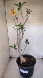 Planta Dobrada 3275 – 60cm – 04 anos - Imagem 2