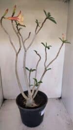 Planta Dobrada 3275 – 60cm – 04 anos - Imagem 8