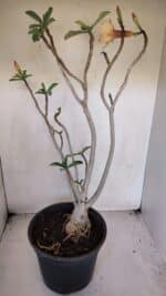 Planta Dobrada 3275 – 60cm – 04 anos - Imagem 7