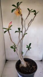 Planta Dobrada 3275 – 60cm – 04 anos - Imagem 6