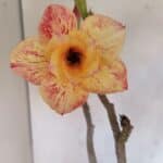 Planta Dobrada 3275 – 60cm – 04 anos