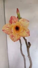 Planta Dobrada 3275 – 60cm – 04 anos