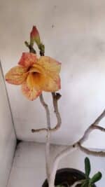 Planta Dobrada 3275 – 60cm – 04 anos - Imagem 4