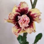 Planta Dobrada 3276 – 35cm – 03 anos