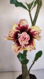 Planta Dobrada 3276 – 35cm – 03 anos