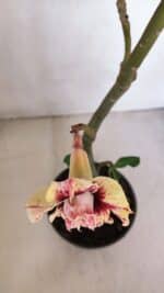 Planta Dobrada 3276 – 35cm – 03 anos - Imagem 4