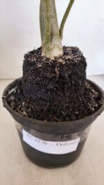 Planta Dobrada 3276 – 35cm – 03 anos - Imagem 8