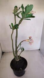 Planta Dobrada 3276 – 35cm – 03 anos - Imagem 7