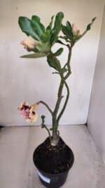 Planta Dobrada 3276 – 35cm – 03 anos - Imagem 6