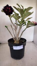 Planta Dobrada 3277 – 40cm – 03 anos - Imagem 2