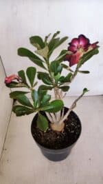 Planta Dobrada 3277 – 40cm – 03 anos - Imagem 6