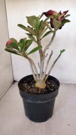 Planta Dobrada 3277 – 40cm – 03 anos - Imagem 5