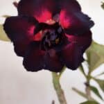 Planta Dobrada 3277 – 40cm – 03 anos