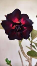 Planta Dobrada 3277 – 40cm – 03 anos