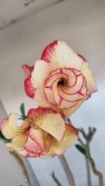 Planta Dobrada 3278 – 55cm – 04 anos