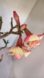 Planta Dobrada 3278 – 55cm – 04 anos - Imagem 5