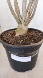 Planta Dobrada 3278 – 55cm – 04 anos - Imagem 9