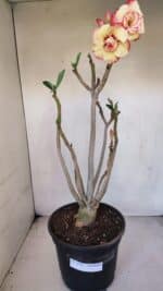 Planta Dobrada 3278 – 55cm – 04 anos - Imagem 8