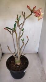 Planta Dobrada 3278 – 55cm – 04 anos - Imagem 7