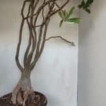 Planta Dobrada 3279 – 70cm – 06 anos