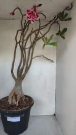 Planta Dobrada 3279 – 70cm – 06 anos