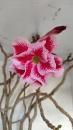 Planta Dobrada 3279 – 70cm – 06 anos - Imagem 3