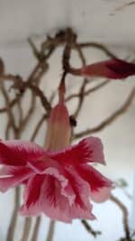 Planta Dobrada 3279 – 70cm – 06 anos - Imagem 4