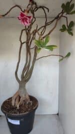 Planta Dobrada 3279 – 70cm – 06 anos - Imagem 9