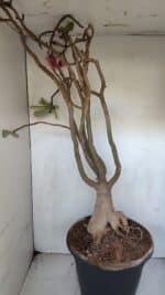 Planta Dobrada 3279 – 70cm – 06 anos - Imagem 8