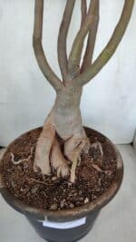 Planta Dobrada 3279 – 70cm – 06 anos - Imagem 6