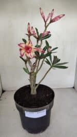 Planta Dobrada 3281 – 30cm – 03 anos - Imagem 2