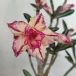 Planta Dobrada 3281 – 30cm – 03 anos